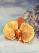 Load image into Gallery viewer, Phalaenopsis real touch large orchid clip - Burnt orange
