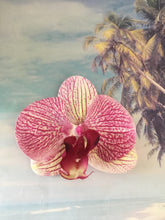 Load image into Gallery viewer, Phalaenopsis real touch medium orchid clip - Maroon
