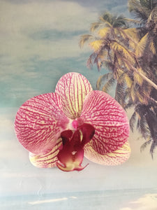 Phalaenopsis real touch medium orchid clip - Maroon