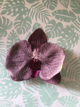 Load image into Gallery viewer, Phalaenopsis velvet touch large orchid clip - Grape
