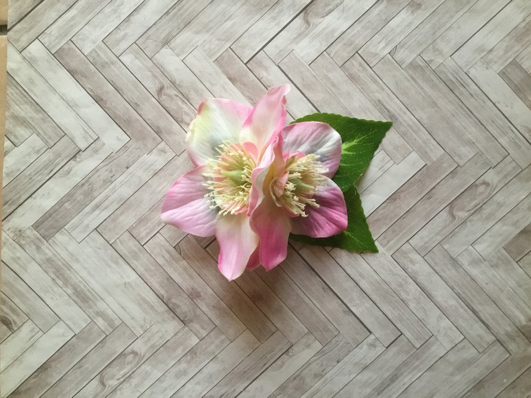 Double Japanese anemones - hairflower - Pink